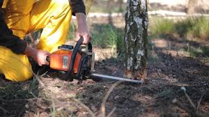 Best Root Management and Removal  in Sky Lake, FL